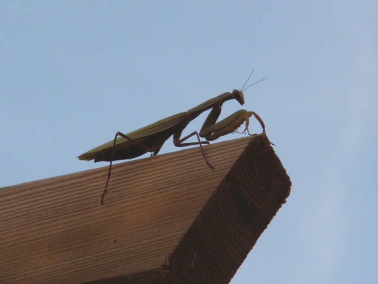 Fonds d'cran Animaux Insectes - Mantes Religieuse ma mante se la pte!!!!