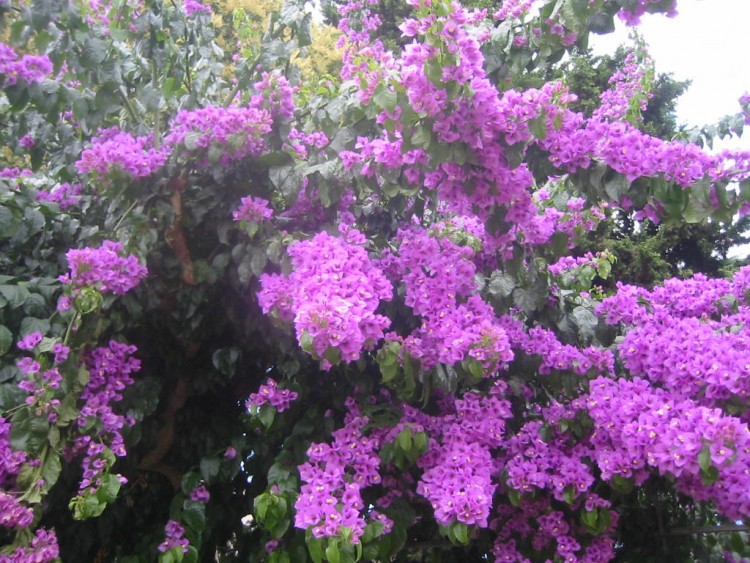 Wallpapers Nature Flowers Bougainvilles  Rivesaltes