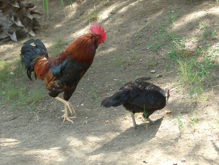 Fonds d'cran Animaux Oiseaux - Coqs et Poules Viens Poupoule.........