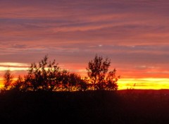 Fonds d'cran Nature Bosquet flamb de Juillet