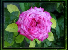 Fonds d'cran Nature Rose pour toujours