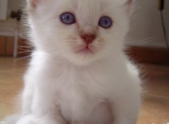 Fonds d'cran Animaux Portrait d'un beau petit mle Sacr de Birmanie d'un mois !