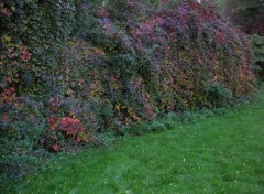 Fonds d'cran Nature l'automne au bord du prs