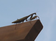 Fonds d'cran Animaux ma mante se la pte!!!!