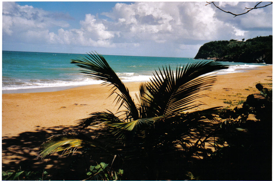 Fonds d'cran Voyages : Amrique du nord La Guadeloupe VUE de L\'HOTEL