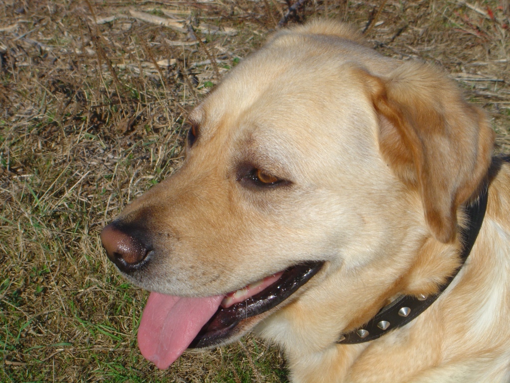 Fonds d'cran Animaux Chiens Labrador