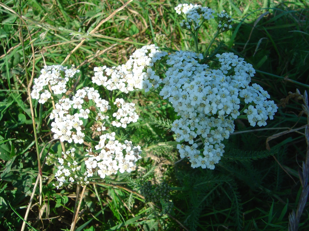 Wallpapers Nature Flowers Fleur des champs.