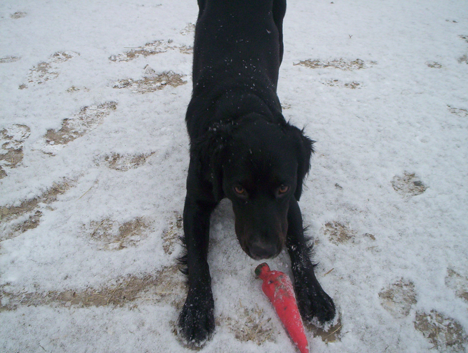 Fonds d'cran Animaux Chiens Titou