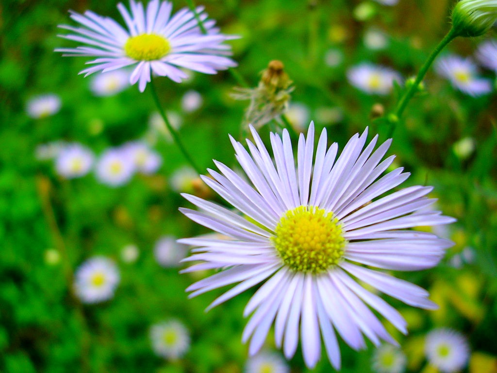 Fonds d'cran Nature Fleurs Petite fleur.