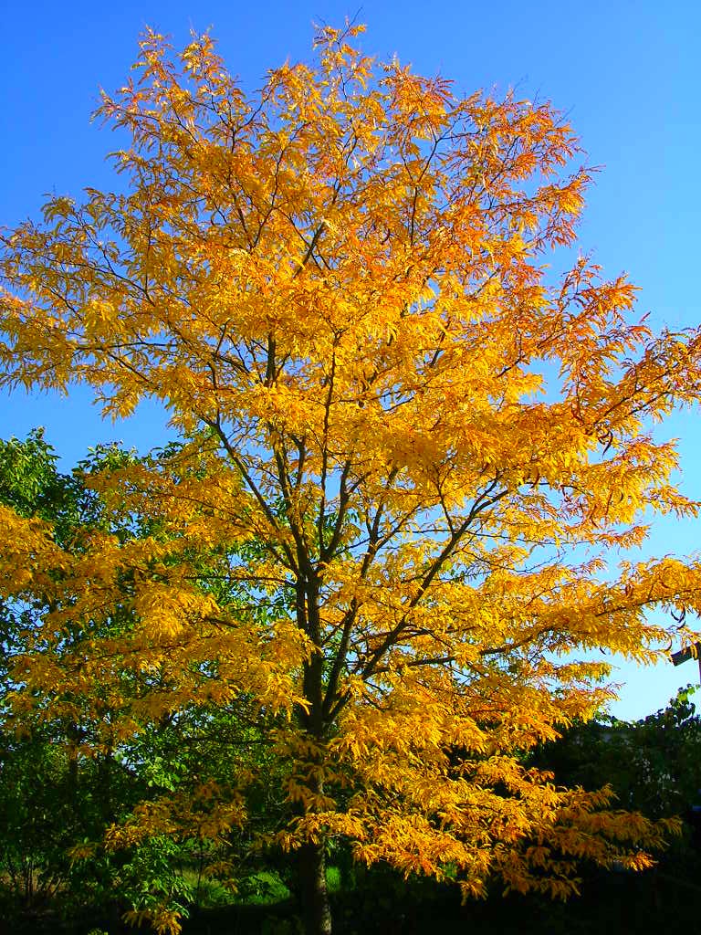 Fonds d'cran Nature Saisons - Automne Couleurs d\'Automne..