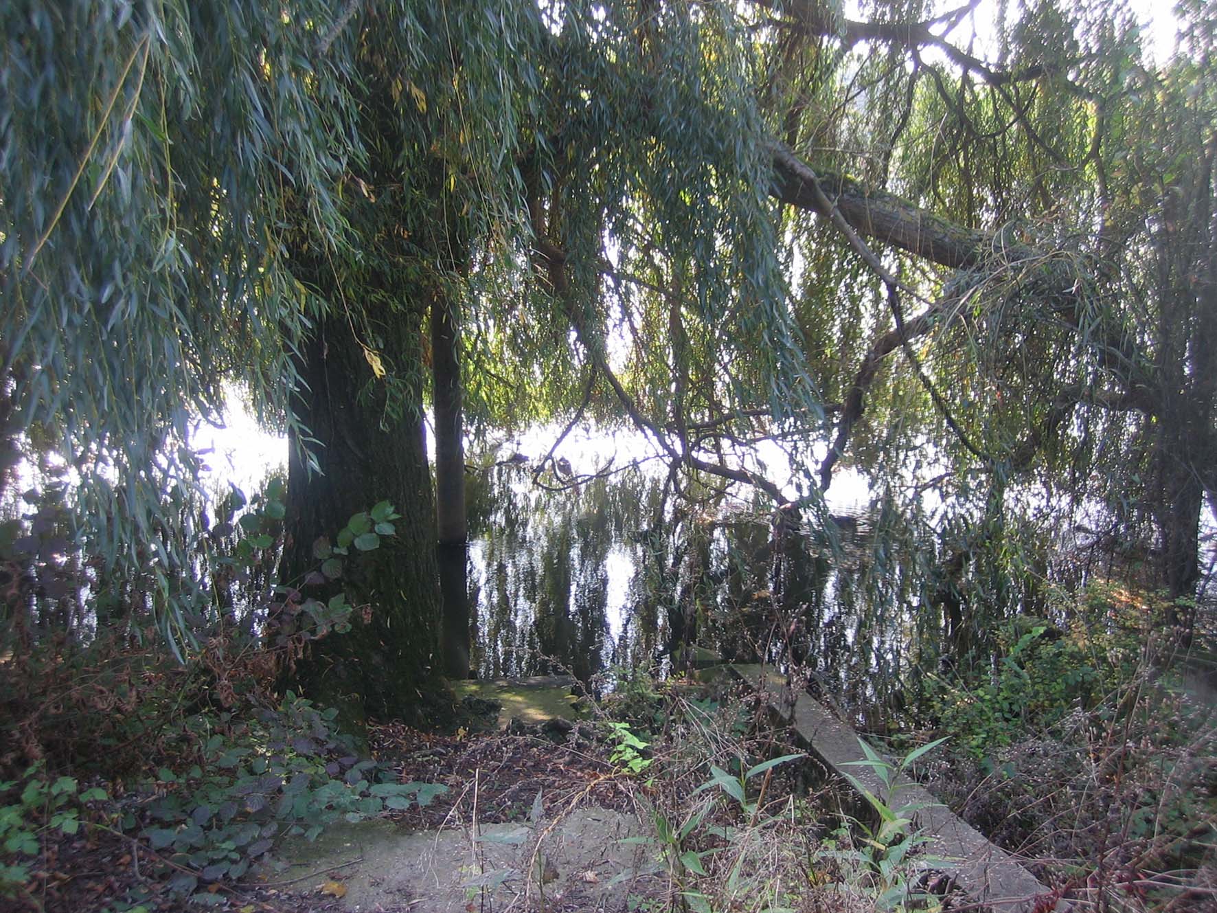 Fonds d'cran Nature Arbres - Forts Cherchez les canards.