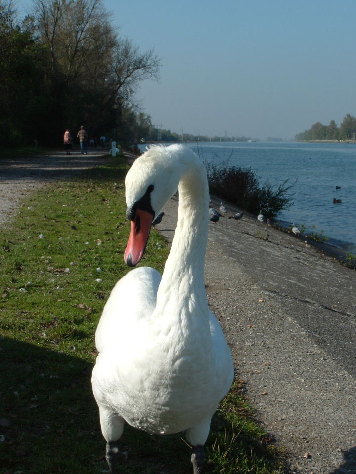 Wallpapers Animals Birds - Ducks 