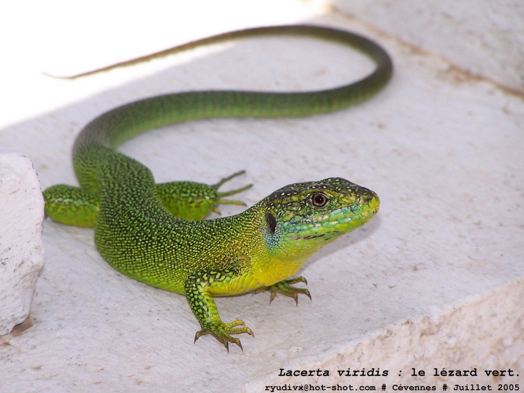 Fonds d'cran Animaux Lzards - Iguanes Lacerta viridis