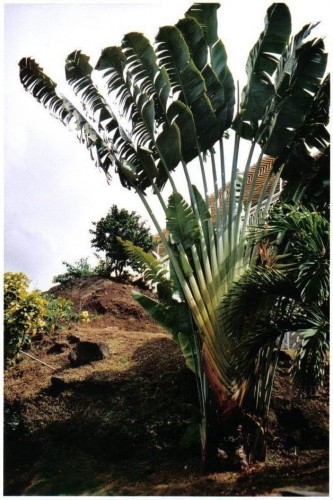 Fonds d'cran Nature Feuilles - Feuillages MARIE-GALANTE