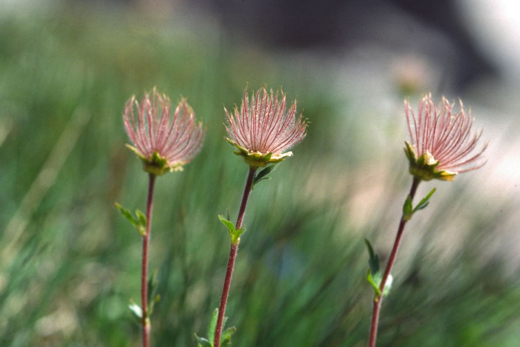 Fonds d'cran Nature Fleurs Flore alpine