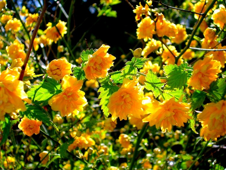 Fonds d'cran Nature Fleurs Kria japonica