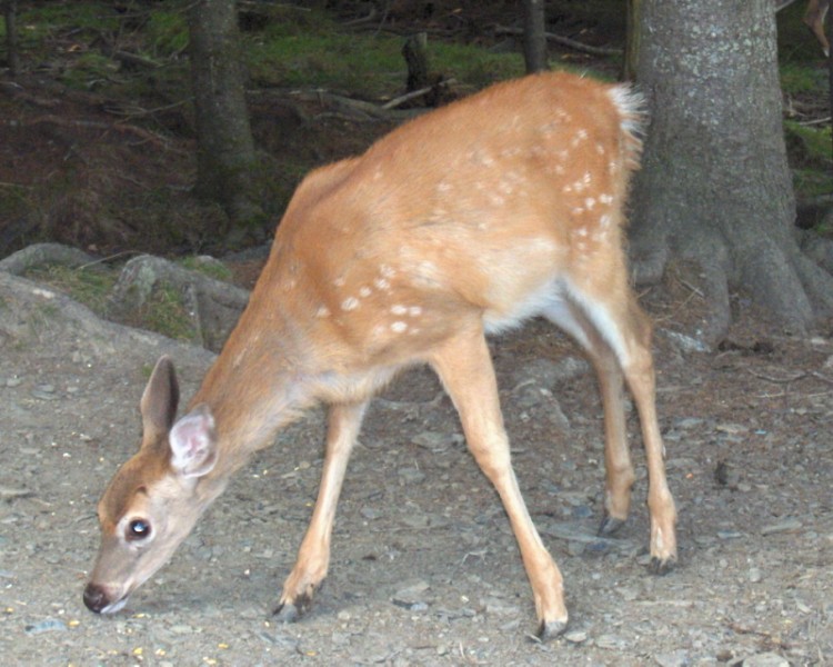 Wallpapers Animals Cervids Bambi