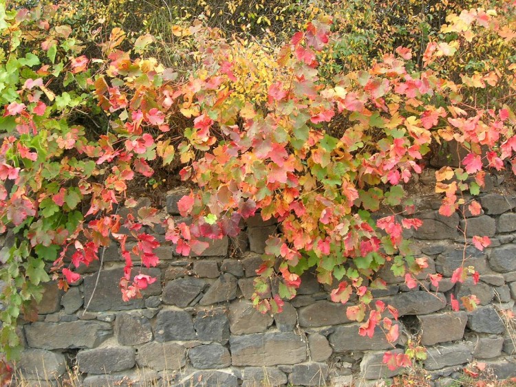 Fonds d'cran Nature Saisons - Automne Couleurs d'automne