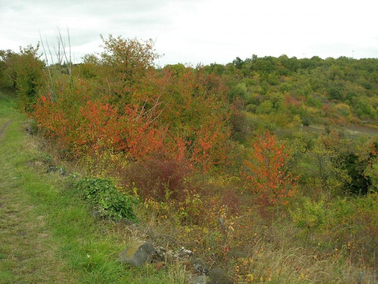 Wallpapers Nature Seasons - Fall Couleurs d'automne