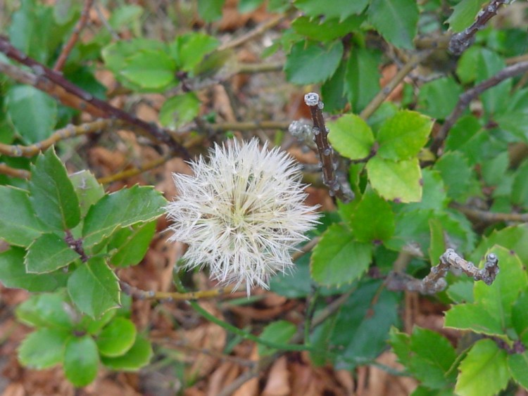 Fonds d'cran Nature Fleurs automne