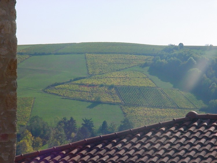 Fonds d'cran Nature Paysages vignes