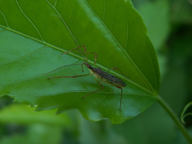 Fonds d'cran Animaux Insectes - Divers Curieux insecte