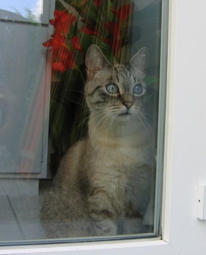 Fonds d'cran Animaux Chats - Chatons enzo