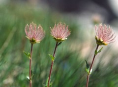 Fonds d'cran Nature Flore alpine