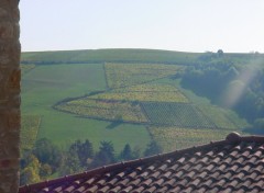 Fonds d'cran Nature vignes