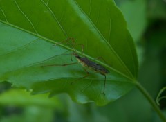 Fonds d'cran Animaux Curieux insecte