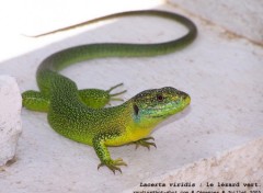 Wallpapers Animals Lacerta viridis