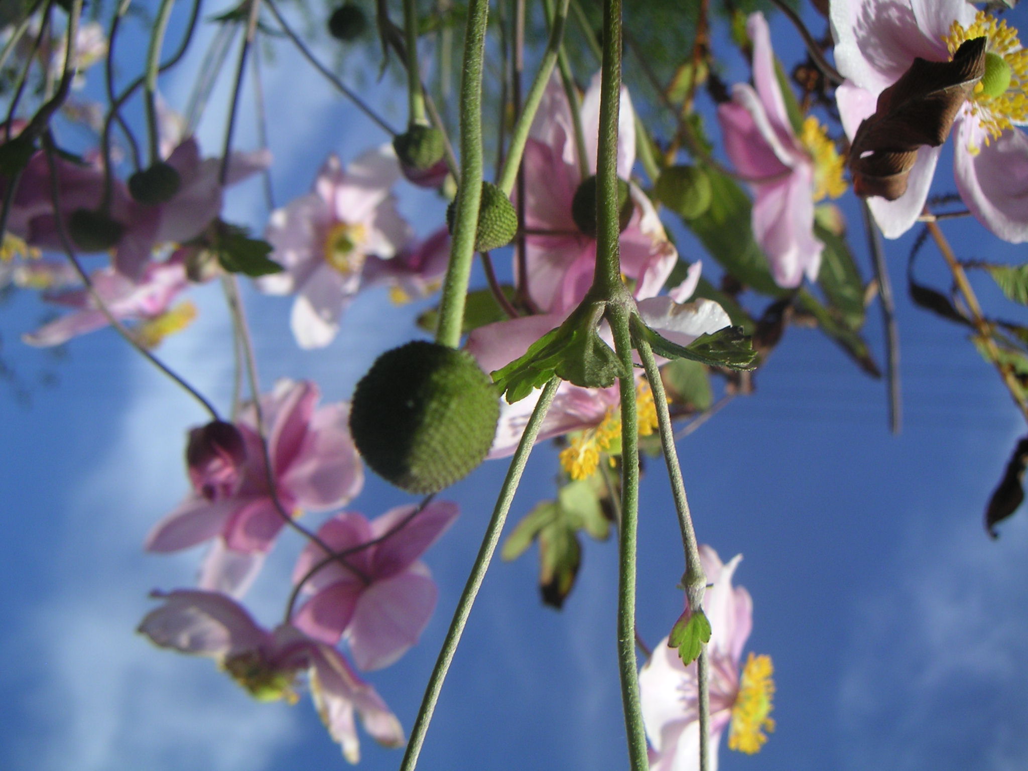 Wallpapers Nature Flowers 