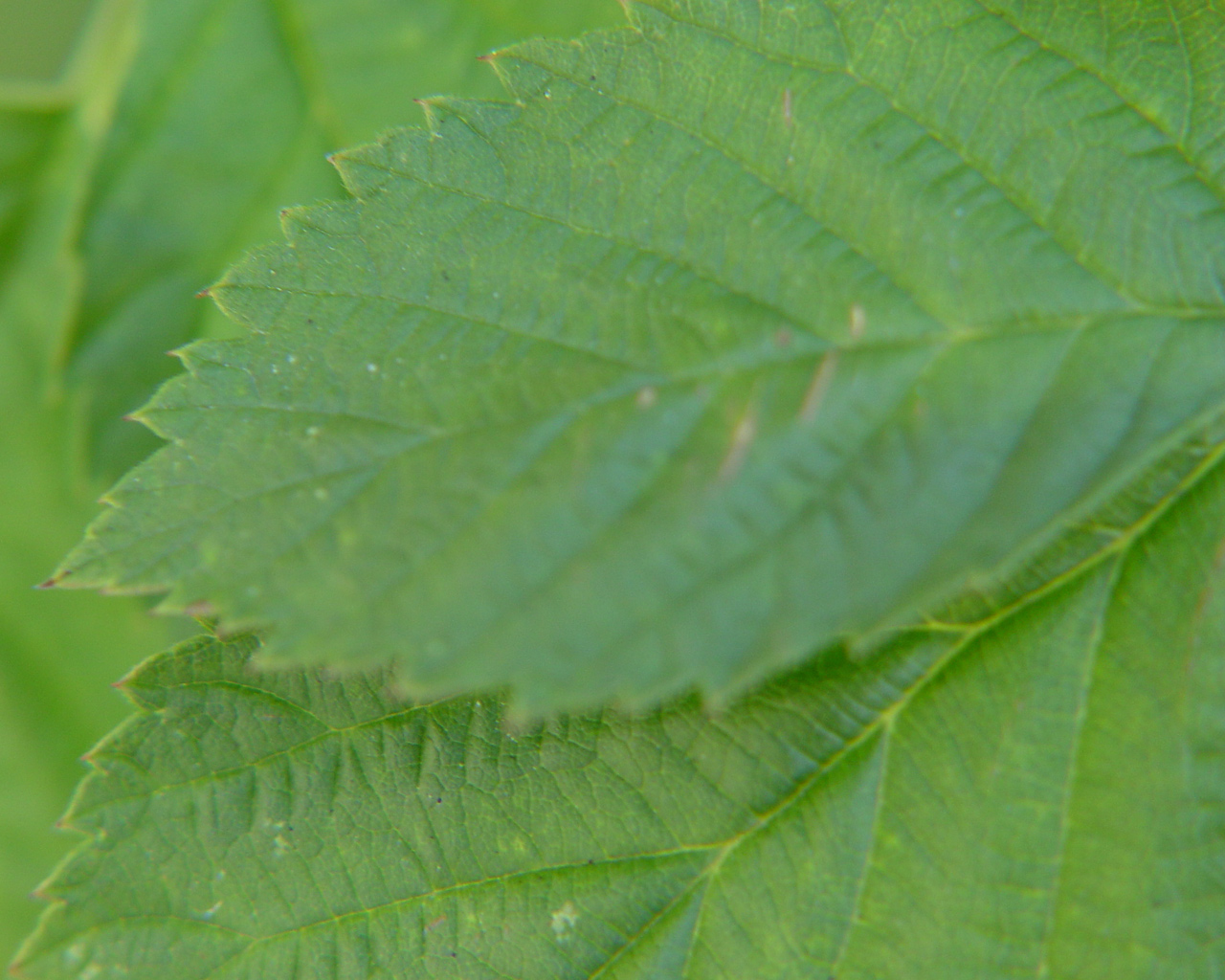 Fonds d'cran Nature Feuilles - Feuillages 