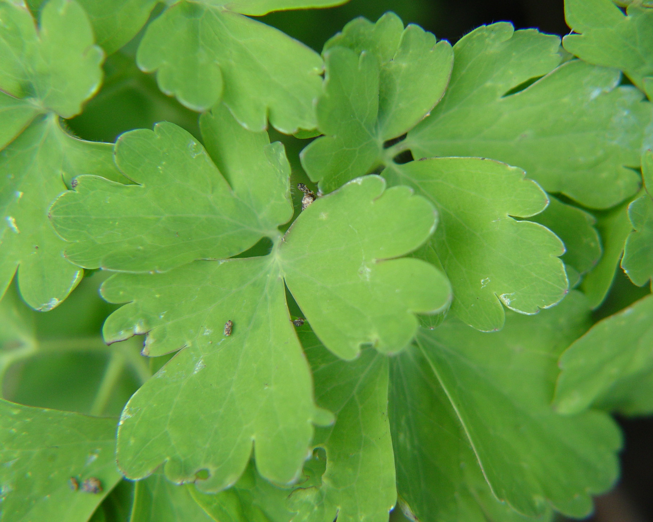 Fonds d'cran Nature Feuilles - Feuillages 