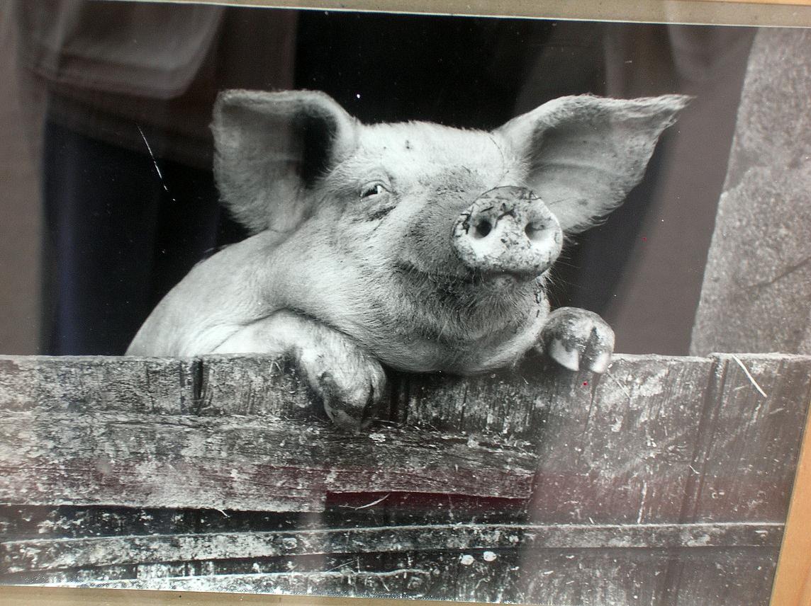 Wallpapers Animals Pigs Cochon