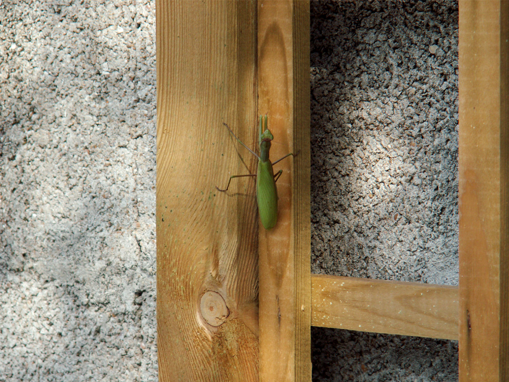 Fonds d'cran Animaux Insectes - Mantes Religieuse ma mante2 le retour