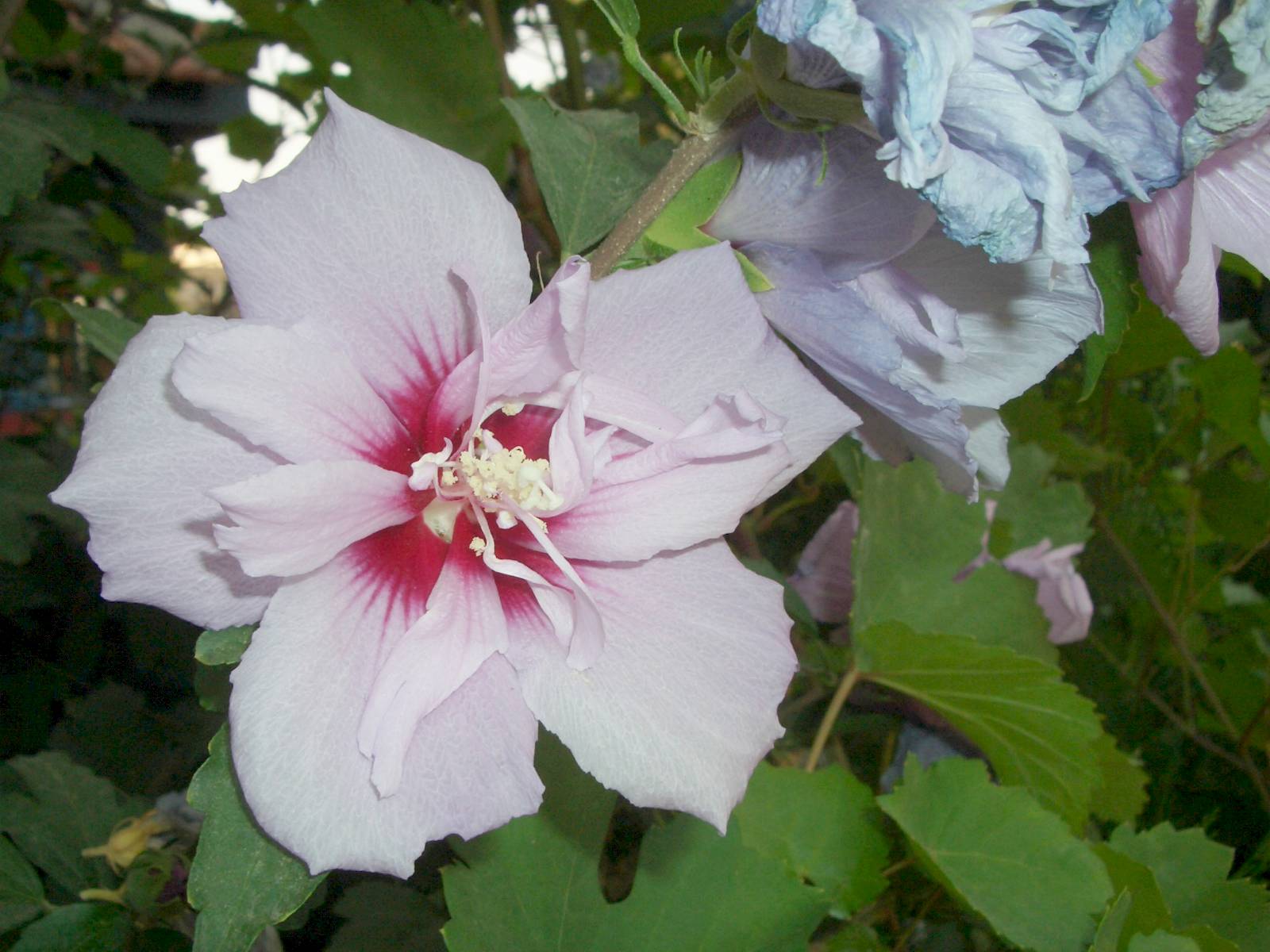 Fonds d'cran Nature Fleurs 