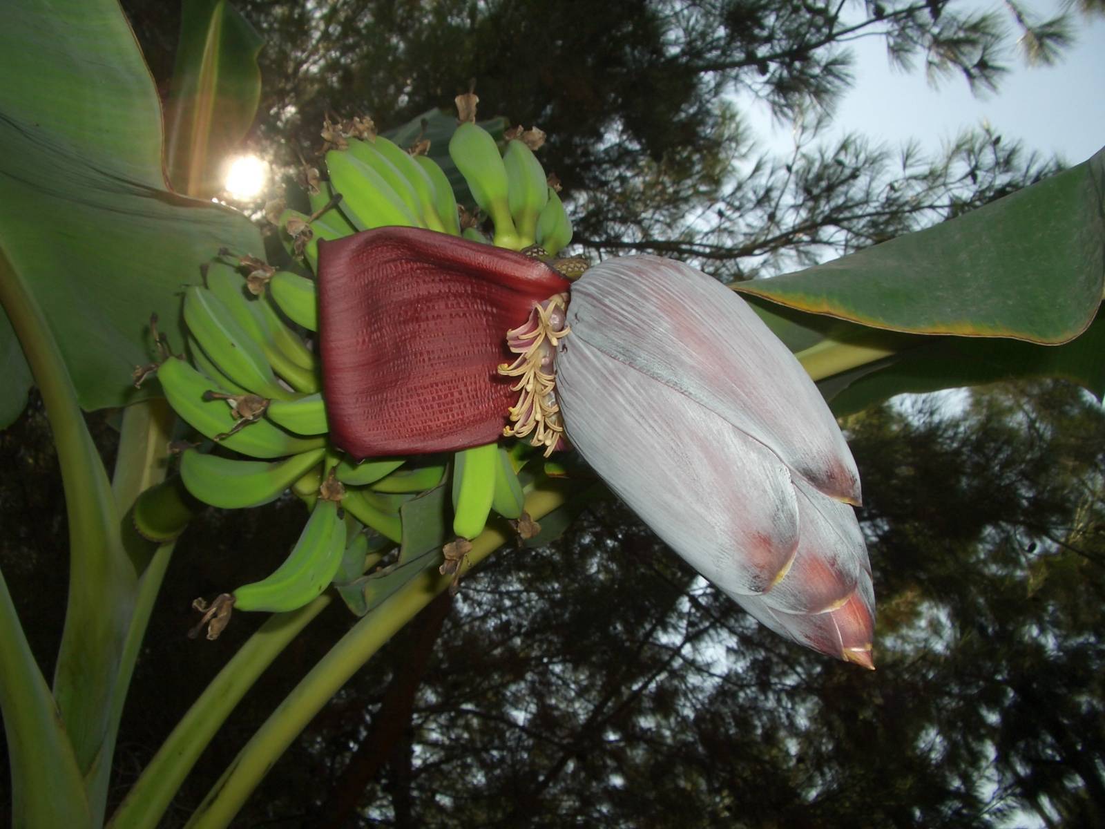 Fonds d'cran Nature Fleurs 