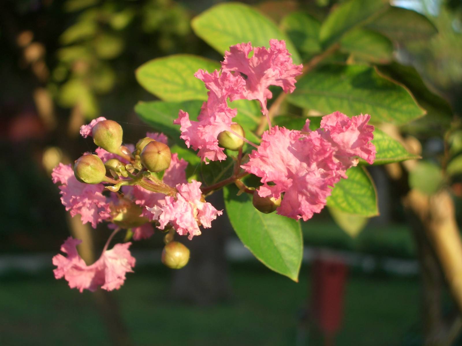 Fonds d'cran Nature Fleurs 