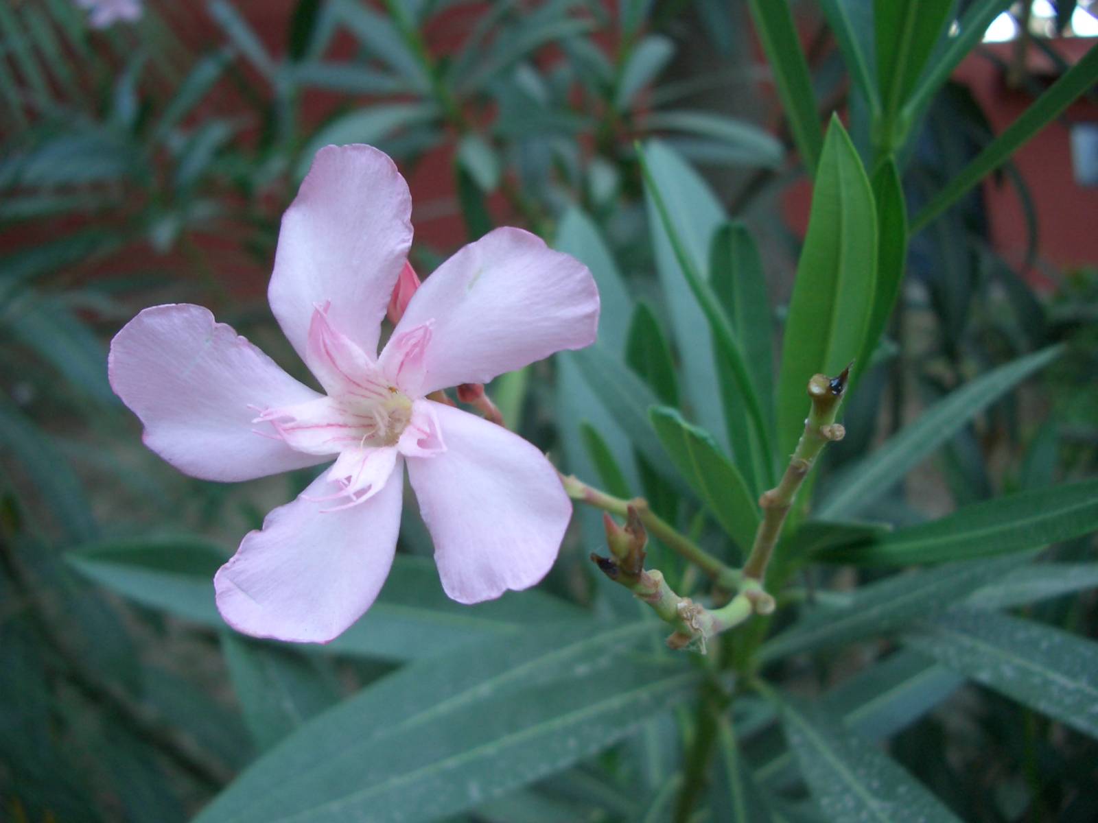 Fonds d'cran Nature Fleurs 