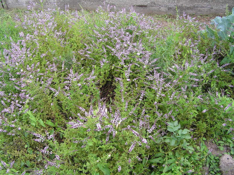 Fonds d'cran Nature Fleurs lavande blanche