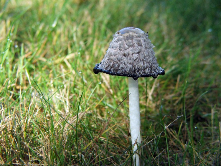 Fonds d'cran Nature Champignons Chapeau !