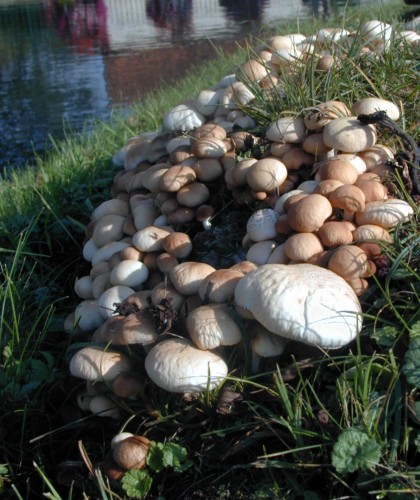 Fonds d'cran Nature Champignons Champignons