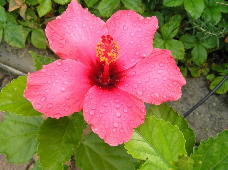 Fonds d'cran Nature Fleurs hibiscus