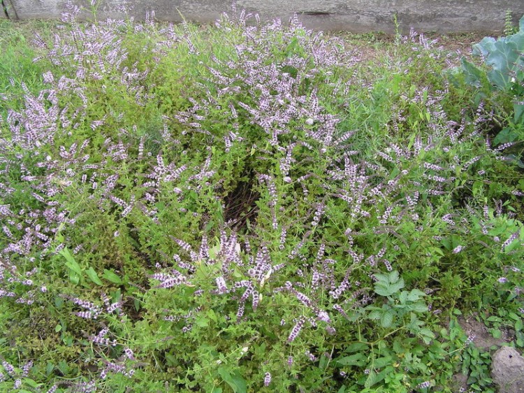 Fonds d'cran Nature Fleurs lavande blanche