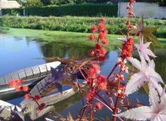 Fonds d'cran Nature Marais Poitevin