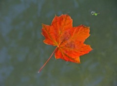 Fonds d'cran Nature Feuille d'automne...