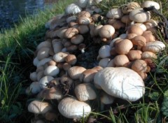 Fonds d'cran Nature Champignons