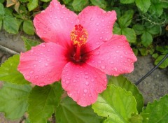 Fonds d'cran Nature hibiscus