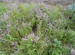 Fonds d'cran Nature lavande blanche